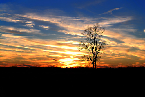 sunset tree field