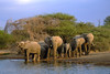 Kruger National Elephants - South Africa