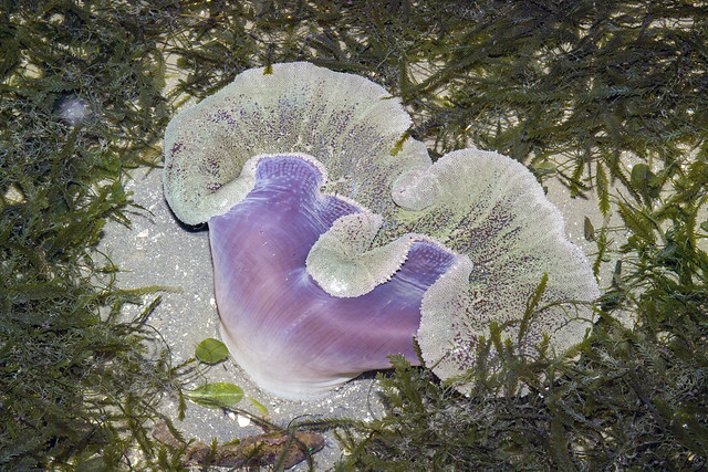 Haddon's carpet anemone (Stichodactyla haddoni)