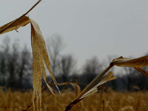 winter ohio nature field corn mansfield