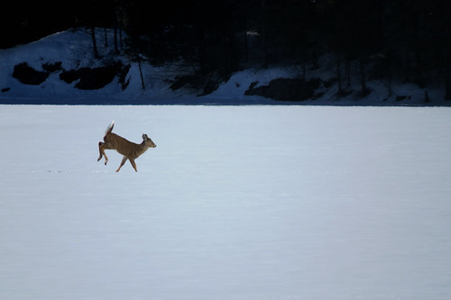 paugandam low quebec canada winter hiver baragepaugan snow neige deer cerf