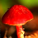 bright red mushroom    MG 8021