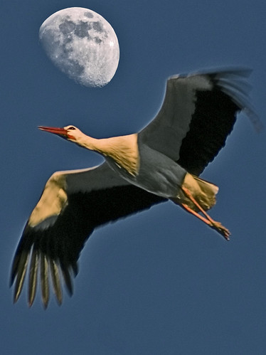 moon bird fauna aves luna explore cigüeña lleida lluna segre naturesfinest fotografas ar1 cigonya avianexcellence diamondclassphotographer blancamartinez