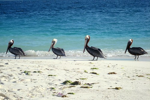 ocean sea praia beach geotagged island mar sand areia venezuela sony pelican caribbean ilha archipelago oceano losroques caribe américadosul pelicano arquipélago
