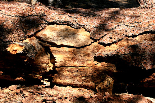california bear trees nature forest big san national bernardino