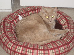 cat bed + catnip = success 