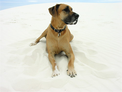 dog newmexico sand whitesands greatdane gypsum oola