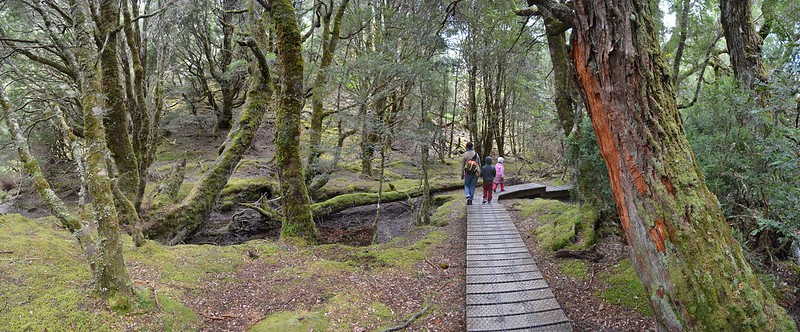 Enchanted Walk - Cradle Valley - Tasmania