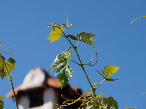 chimney sky portugal leaves backlight vine sooc