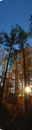 sunset tree pine verticalpanorama olympusevolt410 ivansolympus