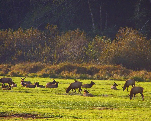 wild field animal oregon mammal elk roadtrip2007 november2007 reedsportor