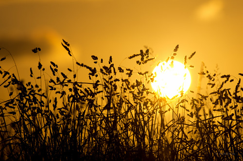 sunset summer sun grass yellow energy grassland smcpentaxda300mmf40edifsdm quartasunset pentaxk5