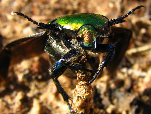macro green digital bug israel beetle viewlarge iridescent supermacro insecta viewonblack takoff img1473 karmiyosef biggreenbug powershots5is rhomborrhinajaponica jollygreengaint נחושתניתהקוצים