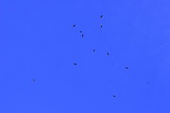 eleven big birds of prey circling overhead    MG 2087 