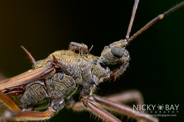 Assassin Bug (Reduviidae) - DSC_5054