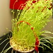 lentil sprouts from faride    MG 0523