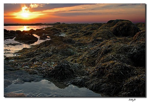 sunset france atardecer nikon rocks europa europe d70s francia rocas algas penmarch seaweeds eddyb frenchbrittany bretañafrancesa