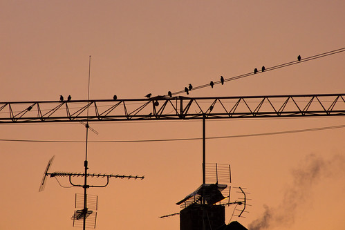 above city sunset sky birds evening town rooftops crane silhouettes antenna emmendingen