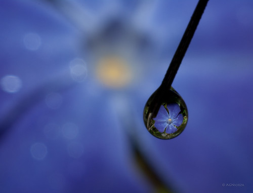 flowers blue mist macro water fog droplets pentax periwinkle refractions vincamajor smcpentaxda35mmf28