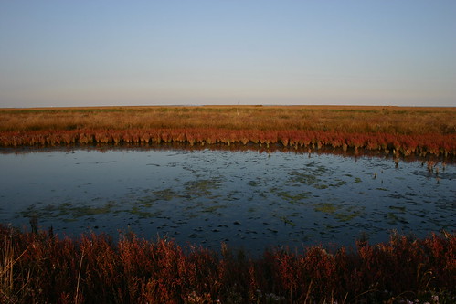 water landscape lagoon salicornia