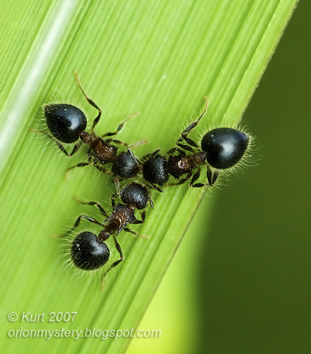 Charmed :-) Three ants... DSC_6497