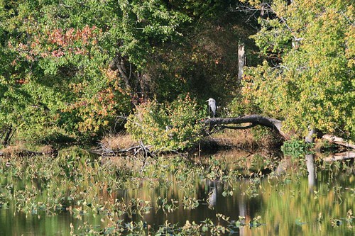 trees reflection bird fall water leaves de landscape delaware duckcreek symrna greghughes