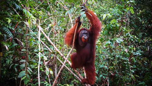 Meeting Some Tanjung Puting Orangutans