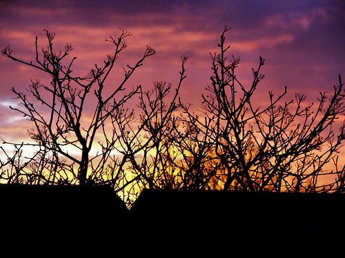 pink blue tree silhouette sunrise roofs stives cambridgeshire