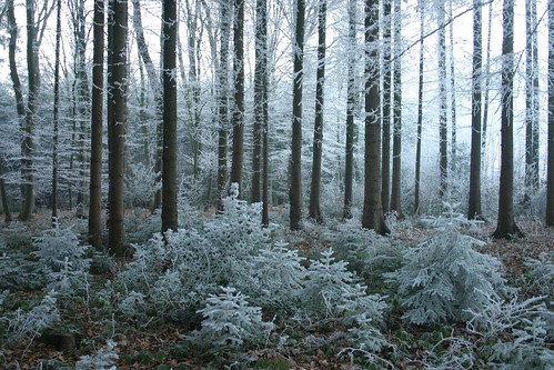 wood winter white tree forest germany frost d saxony land lower wonderland niedersachsen stubben reichardt mywinners diamondclassphotographer dreichardt