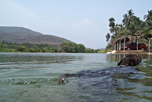 beach water swimming swim river palms mexico labrador retriever michoacan lansdcape