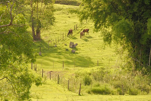 brazil horses countryside farm paulo marilia são