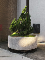 Lost age of this surface application idea for large civic juniper planters.