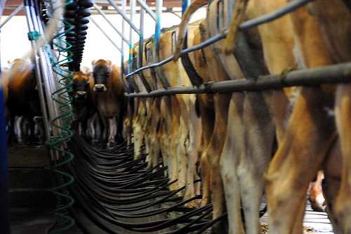 Milking time on an Oakura dairy farm