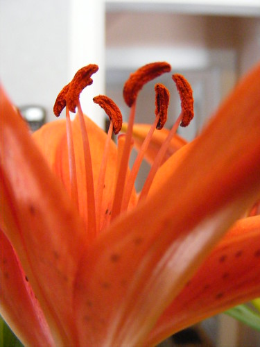 flower macro lily stamen
