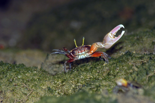 Porcelain fiddler crab (Uca annulipes)