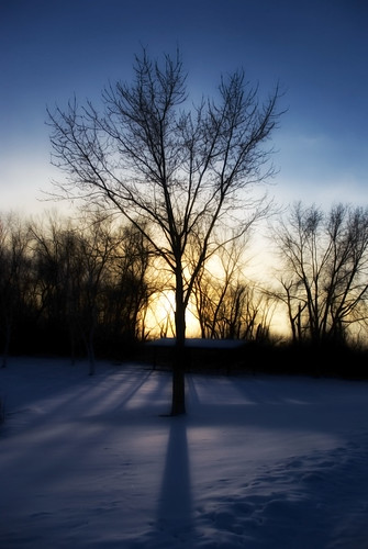 winter sunset shadow snow cold tree silhouette frozen