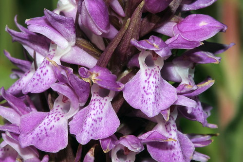 Early Purple Orchid 5792