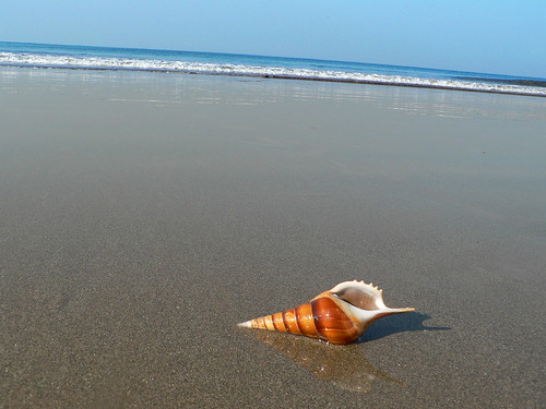 sea india beach marine shell seashell aquatic karnataka mangalore tannirbhavi krayker wildxplorer