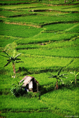 green field canon indonesia rice hut shack padi agriculture bogor sawah sentul 400d gubuk canonef70200mmf4lisusm photofaceoffwinner photofaceoffplatinum pfoplatinum mariaismawi gapjuly10