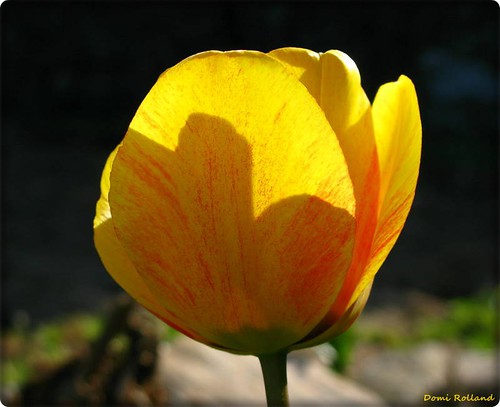 orange france nature fleur europe tulipe aveyron aubrac midipyrénées mywinners abigfave flickrsportal