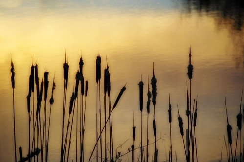 sunset plants lake water silhouette river golden cattails orton 2on2photooftheweek 2on2photooftheweekmay2008