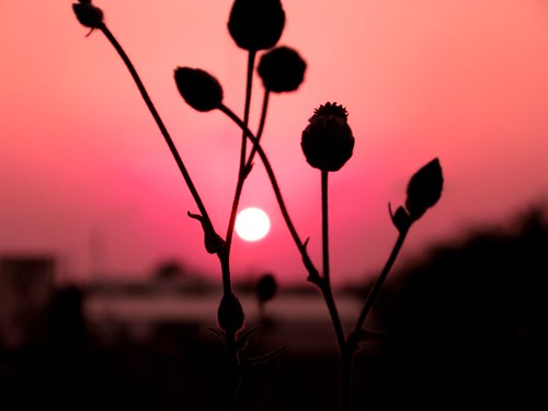 sunset sun flower sol beach contraluz atardecer flor happiness playa tamaulipas felicidad tampico