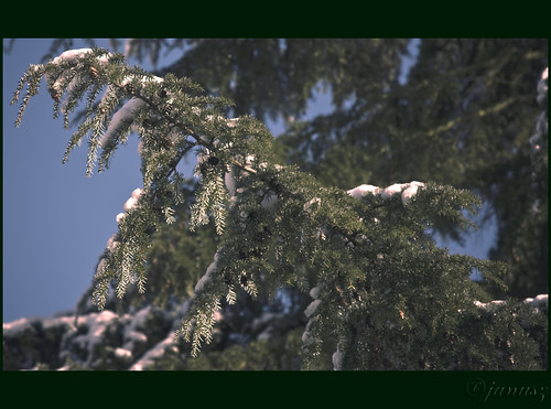 winter snow sunshine geotagged janusz leszczynski goodmorningsunshine abigfave diamondclassphotographer naturewatcher vancouverissayinghallo geo:lat=49160092 geo:lon=122806635