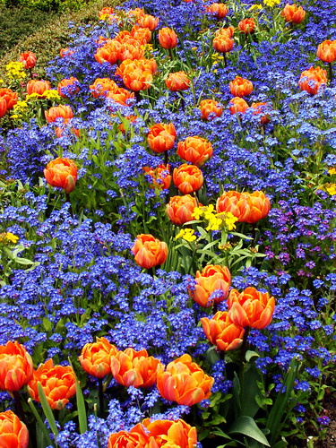 Butchart Gardens parrot tulips and forget-me-nots