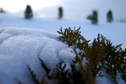 trees ohio usa snow color depthoffield beavercreek nikond40x
