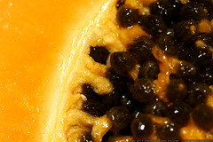macro papaya seeds    MG 9056 