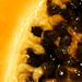 macro papaya seeds    MG 9056