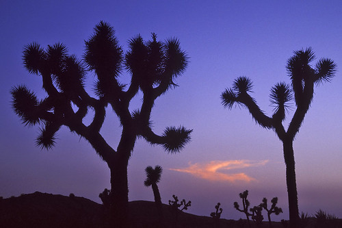 california tree sunrise dawn nationalpark desert joshua palmsprings joshuatreenationalpark