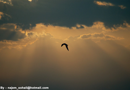 sunset sun bird sunrise fly al falcon doha qatar بن نجم قطر الدوحة wakrah الدوحه wakra quatar الوكرة الوكره سهيل ميحد amazingqatar ونتي معتلي روغة ونات