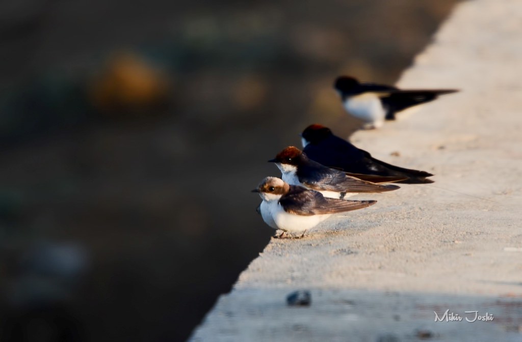 Wire-tailed Swallow [Golondrina Colilarga]